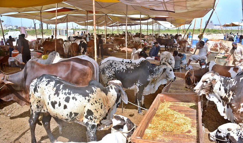 Livestock sourcing at a cattle market in Karachi, Pakistan for FHA Exports halal beef and mutton