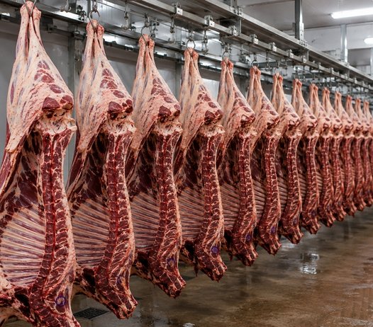 FHA Exports fresh chilled halal meat - row of hanging carcasses